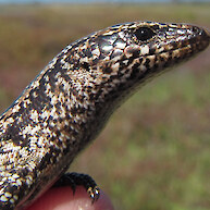 Shore skink close-up