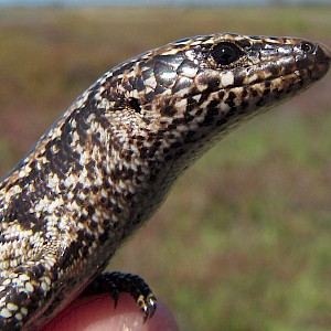 Shore skink close-up
