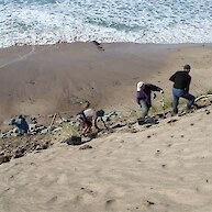 Wainui Beach Coast Care plantings on steep Lysnar Reserve dunes - Sept 2012