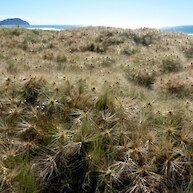 Spinifex planting and dune growth just south of Hamanatua stream 2 years after planting - 2013