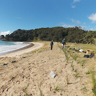 Dune restoration 2018. This coastal land is part of a parcel known as whenua Tupuna meaning passed down from generations of Tupuna.