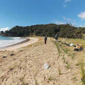Dune restoration 2018. This coastal land is part of a parcel known as whenua Tupuna meaning passed down from generations of Tupuna.