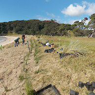 Dune restoration 2018. This coastal land is part of a parcel known as whenua Tupuna meaning passed down from generations of Tupuna.