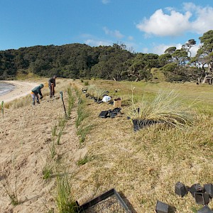 Dune restoration 2018. This coastal land is part of a parcel known as whenua Tupuna meaning passed down from generations of Tupuna.