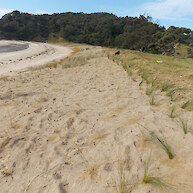 Dune restoration 2018. This coastal land is part of a parcel known as whenua Tupuna meaning passed down from generations of Tupuna.