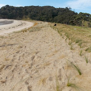 Dune restoration 2018. This coastal land is part of a parcel known as whenua Tupuna meaning passed down from generations of Tupuna.
