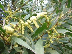 Photo: John Smith-Dodsworth/NZ Plant Conservation Network