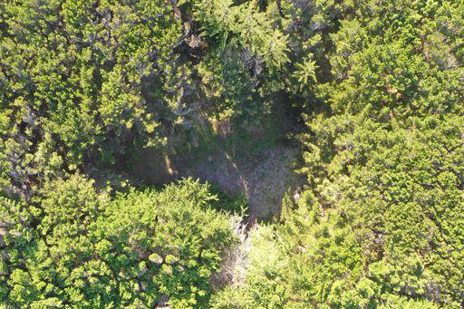 An example of a canopy gap within the pine buffer where natives have been planted to compare with planting under the surrounding dense canopy in the Te Hiku trials