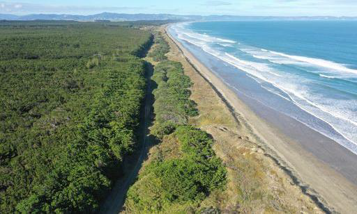 The buffer of pohutukawa planted by the NZ Forest Service 40 years ago at Te Hiku warrants further investigation to determine practical establishment methods for extending native forest buffers to other coastal sites