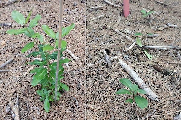 A 2020 planted tawapou under pine canopy (left); karaka showing browse on middle plant in the 2020 seed trial. Te Hiku