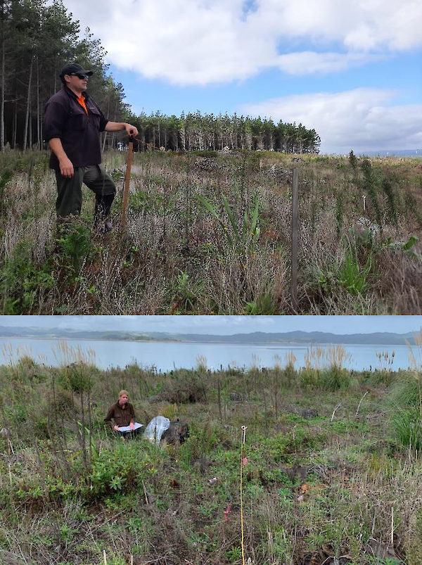 Planting site one year after planting the Takapuwahia trial in 2020 showing typical weed growth, Kāwhia Harbour