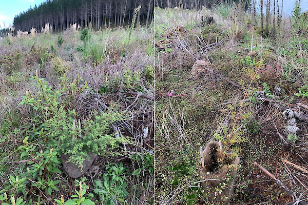 Kanuka planted with a jute plant guard (left) and totara with a coir plant guard (right). Both biodegradable plant protectors were collapsing with potential to suppress smaller seedlings