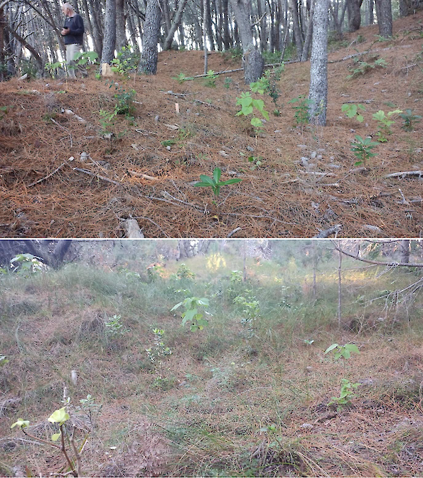 2020 pine canopy plots showing good survival a year later, Opoutere