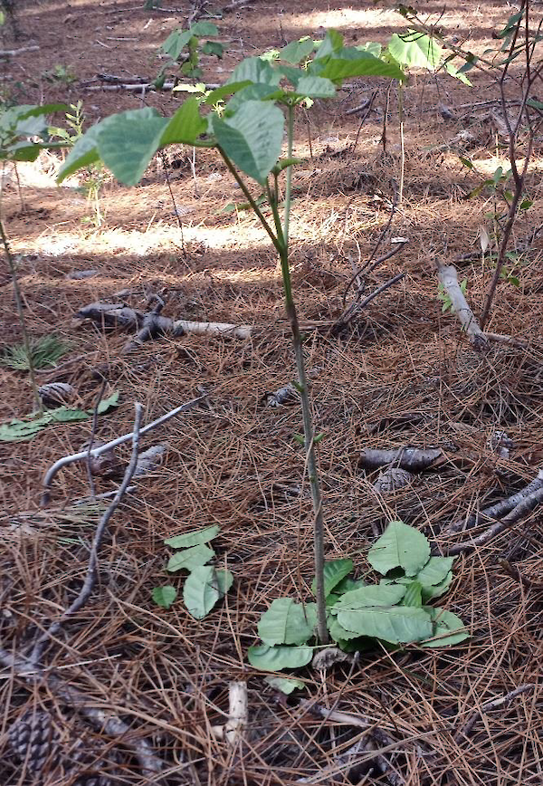 A pūriri with browsed lower leaves showing the benefit of using taller plants where browsing is an issue, Opoutere