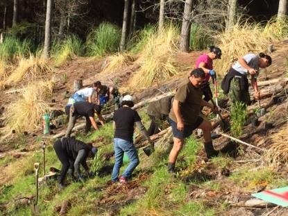 Planting of plots during community planting day Kawhia Forest, Waikato