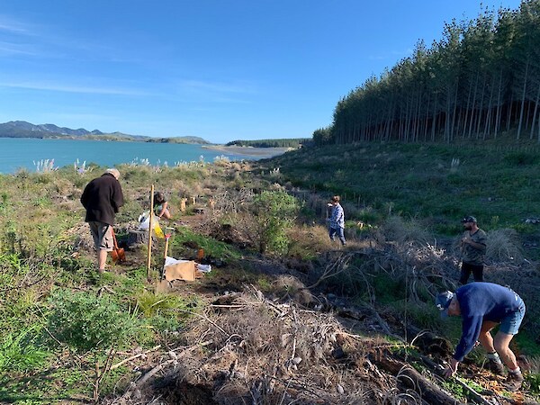 Planting out the trials - Takapuwahia trial site, Kawhia Harbour