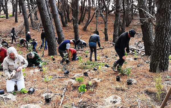Planting of new trial under forest canopy at Opoutere