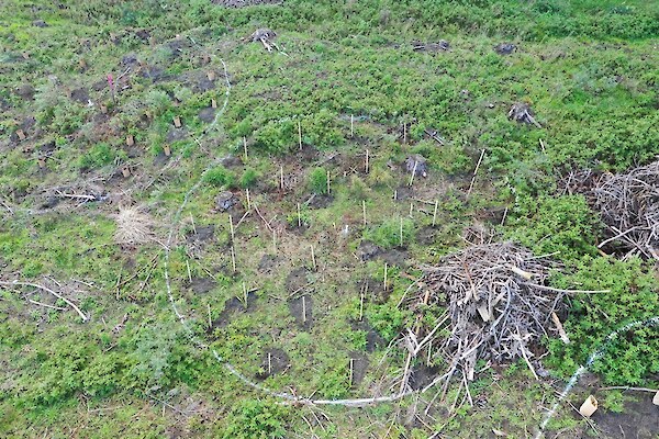 Planted 10m diameter trial plots - Takapuwahia trial site, Kawhia Harbour