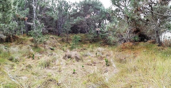 Views of new trial in pine clearing following completion of planting, Opoutere.