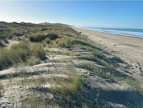 Since planting four to five years ago, the spinifex-dominated coastal dunes on this northern Canterbury coast have built a low-angle foredune with substantial sand accumulation