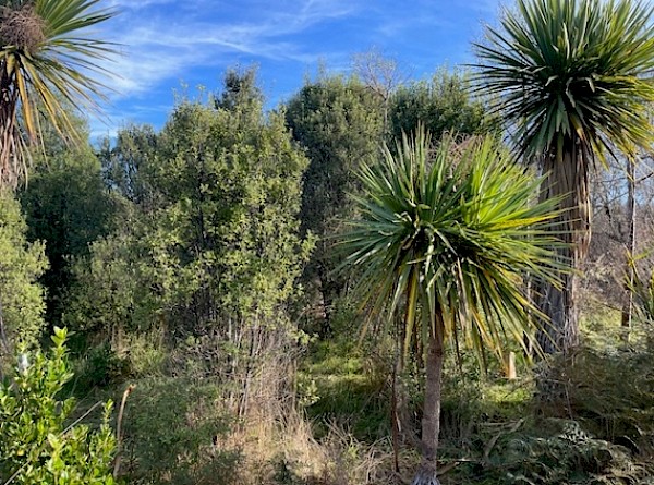 Many of the older native cluster plantings established by Te Kōhaka o Tūhaitara Trust are now flourishing with hardy early successional shrubs and monocots, creating ideal conditions for inter-planting later successional tree species as long-term seed sources