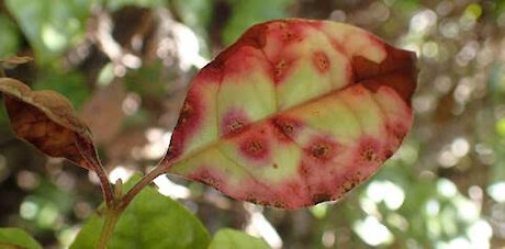 Lophomyrtus bullata leaf with brown telia, sexual spore stage of A. psidii. Photo: Michael Bartlett, Scion.