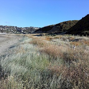Kaiaua Bay, Whitireia