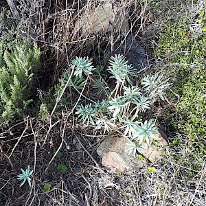 Euphorbia glauca