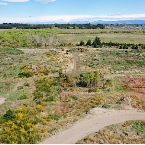 Aerial image looking landward of the dune transect sequence after the remaining burnt coastal pine buffer was cleared.