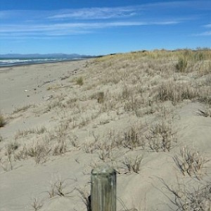 The foredune planting at the seaward end of the dune transect. Planted spinifex has become dominant following removal of marram grass and is helping build a significant foredune. Note, only the top of posts erected as protective fence are now visible.