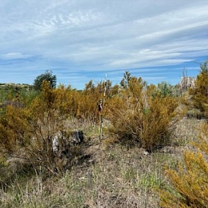 One of the surviving plots (seed islands) following the fire established within the dune transect site dominated by planted tauhinu with regrowth of exotic grasses and broom.